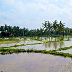 madeau bali indonesia travel photographyIMG_0785 - (1)