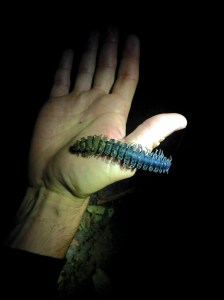 madeau vagabond nature malaysia jungle