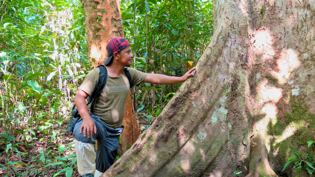 madeau vagabond malaysia sabah jungle
