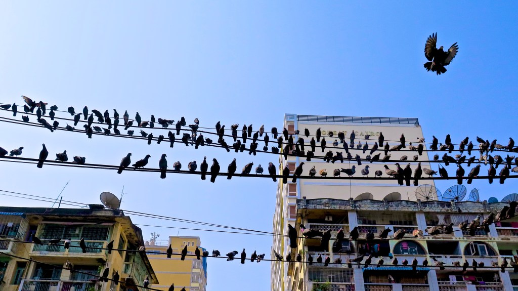 madeau yangon myanmar burma vagabond